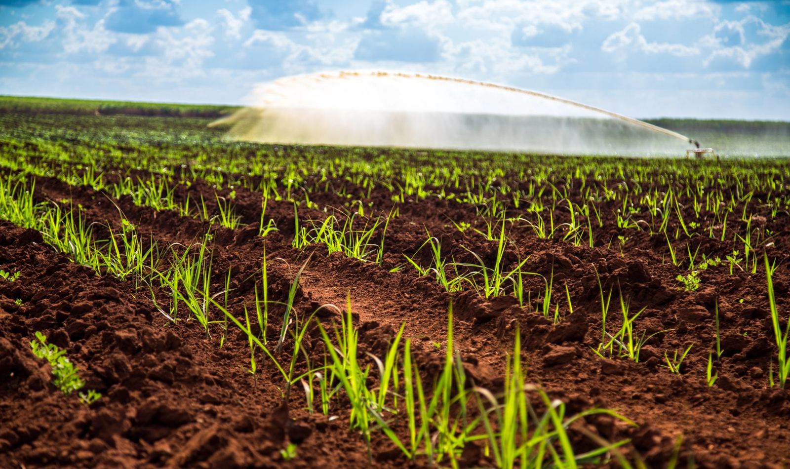 Canavial com irrigação em funcionamento